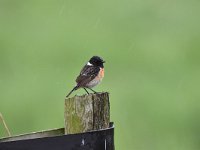 Saxicola rubicola 28, Roodborsttapuit, Saxifraga-Luuk Vermeer