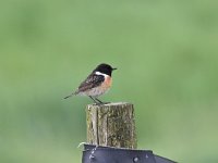 Saxicola rubicola 32, Roodborsttapuit, Saxifraga-Luuk Vermeer