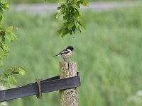 Saxicola rubicola 33, Roodborsttapuit, Saxifraga-Luuk Vermeer