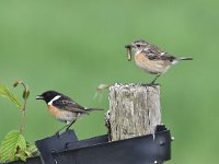 Saxicola rubicola 45, Roodborsttapuit, Saxifraga-Luuk Vermeer