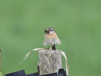 Saxicola rubicola 47, Roodborsttapuit, Saxifraga-Luuk Vermeer