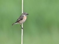 Saxicola rubicola 52, Roodborsttapuit, Saxifraga-Luuk Vermeer