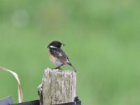 Saxicola rubicola 58, Roodborsttapuit, Saxifraga-Luuk Vermeer