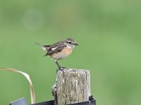 Saxicola rubicola 62, Roodborsttapuit, Saxifraga-Luuk Vermeer