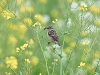 Saxicola rubicola 65, Roodborsttapuit, Saxifraga-Luuk Vermeer