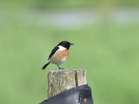 Saxicola rubicola 69, Roodborsttapuit, Saxifraga-Luuk Vermeer