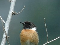 Saxicola rubicola 7, Roodborsttapuit, male, Saxifraga-Jan van der Straaten