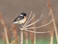 Saxicola rubicola 75, Roodborsttapuit, Saxifraga-Luuk Vermeer