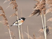 Saxicola rubicola 78, Roodborsttapuit, Saxifraga-Luuk Vermeer