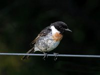 Saxicola rubicola 8, Roodborsttapuit, male, Saxifraga-Piet Munsterman