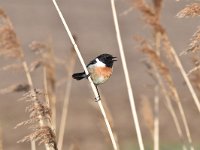 Saxicola rubicola 80, Roodborsttapuit, Saxifraga-Luuk Vermeer