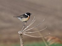 Saxicola rubicola 88, Roodborsttapuit, Saxifraga-Luuk Vermeer