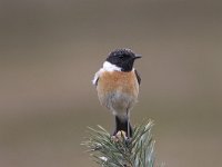 Saxicola rubicola 9, Roodborsttapuit, male, Saxifraga-Mark Zekhuis