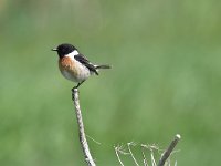 Saxicola rubicola 96, Roodborsttapuit, Saxifraga-Luuk Vermeer