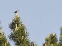 Sitta krueperi 8, Turkse boomklever, Saxifraga-Tom Heijnen