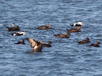 Somateria mollissima 42, Eider, Saxifraga-Bart Vastenhouw