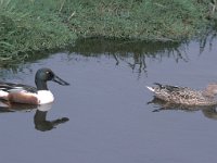 Spatula clypeata, Shoveler