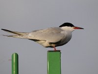 Sterna hirundo 100, Visdief, Saxifraga-Luuk Vermeer