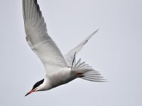 Sterna hirundo 101, Visdief, Saxifraga-Luuk Vermeer