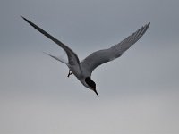 Sterna hirundo 110, Visdief, Saxifraga-Luuk Vermeer