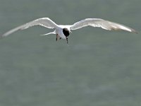 Sterna hirundo 120, Visdief, Saxifraga-Tom Heijnen