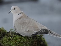 Streptopelia decaocto 27, Turkse tortel, Saxifraga-Luuk Vermeer