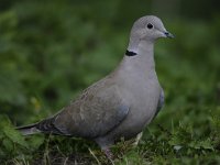 Streptopelia decaocto 38, Turkse tortel, Saxifraga-Luuk Vermeer