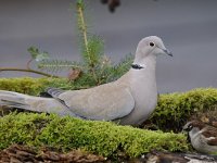 Streptopelia decaocto 41, Turkse tortel, Saxifraga-Luuk Vermeer