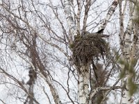 Strix nebulosa, Great Grey Owl