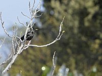 Sturnus unicolor 9, Zwarte spreeuw, Saxifraga-Tom Heijnen