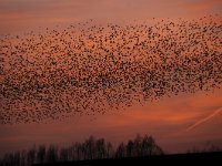 Sturnus vulgaris 102, Spreeuw, Saxifraga-Luuk Vermeer