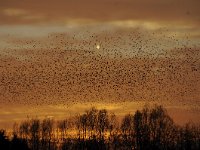 Sturnus vulgaris 115, Spreeuw, Saxifraga-Luuk Vermeer