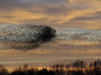 Sturnus vulgaris 118, Spreeuw, Saxifraga-Luuk Vermeer