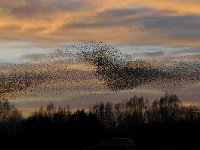 Sturnus vulgaris 120, Spreeuw, Saxifraga-Luuk Vermeer