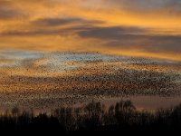 Sturnus vulgaris 121, Spreeuw, Saxifraga-Luuk Vermeer