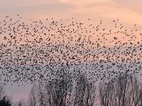 Sturnus vulgaris 128, Spreeuw, Saxifraga-Luuk Vermeer