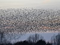 Sturnus vulgaris 136, Spreeuw, Saxifraga-Luuk Vermeer