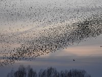 Sturnus vulgaris 146, Spreeuw, Saxifraga-Luuk Vermeer