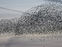 Sturnus vulgaris 147, Spreeuw, Saxifraga-Luuk Vermeer