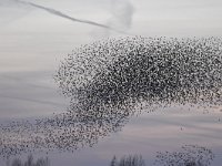 Sturnus vulgaris 148, Spreeuw, Saxifraga-Luuk Vermeer