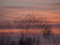 Sturnus vulgaris 159, Spreeuw, Saxifraga-Luuk Vermeer