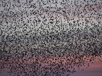 Sturnus vulgaris 164, Spreeuw, Saxifraga-Luuk Vermeer