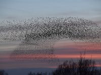 Sturnus vulgaris 165, Spreeuw, Saxifraga-Luuk Vermeer