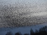 Sturnus vulgaris 171, Spreeuw, Saxifraga-Luuk Vermeer