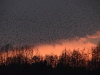 Sturnus vulgaris 177, Spreeuw, Saxifraga-Luuk Vermeer