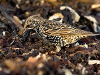 Sturnus vulgaris 183, Spreeuw, Saxifraga-Bart Vastenhouw