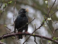 Sturnus vulgaris 184, Spreeuw, Saxifraga-Hans Dekker