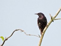 Sturnus vulgaris 185, Spreeuw, Saxifraga-Hans Dekker