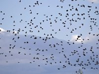 Sturnus vulgaris 191, Spreeuw, Saxifraga-Tom Heijnen