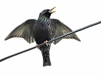 Sturnus vulgaris 195, Spreeuw, Saxifraga-Tom Heijnen